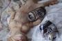 猫『飲酒はほどほどにね！！』