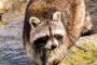 旦那の先祖はアライグマの模様ｗｗｗｗなんでも洗わないと気が済まないｗｗｗｗ
