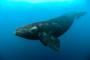 タイセイヨウセミクジラの絶滅危機深まる（海外の反応）