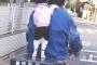 猫『自転車乗って一緒に散歩中』