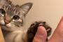 ハイタッチする日本の猫が可愛いと話題に（海外の反応）