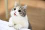 ワイ、猫さんへの餌出しに40分遅れた結果・・・(※画像あり)