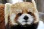 【画像あり】円山動物園のレッサーパンダの癒される画像がこちらｗｗｗｗｗｗ