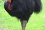 彡(ﾟ)(ﾟ)「え！？この鳥を素手で殺したら100万円！？」 	