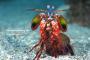 海に潜む脅威・・・！世界最強の『海洋生物』ランキングBEST15！！！！！！ 	