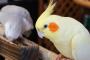 インコさん、輪ゴムで楽しむも最後に詰んでしまうｗｗｗｗｗ(※画像あり)
