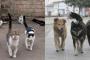 犬派も猫派も仲良くしろよ と思いたくなる画像