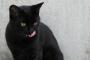 【再掲】 【自信喪失者続出】黒い猫は割とどこのもそっくりさんだよ。目が丸いかキツイか、とかの漠然とした顔つきや、背景や首輪など微妙な部分で見分けるしかない…