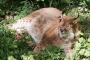 【衝撃画像】太りすぎた猫(４８kg)…。これはヤバイｗｗｗｗｗｗｗｗｗ