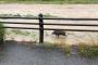 京都鴨川、大雨で天然の動物園になるｗｗｗｗｗｗｗｗｗ