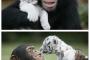 【画像】　笑顔の動物注意