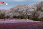 【韓国の反応】外来種のカミキリムシのせいで消えた日本の「ソメイヨシノ」の風景→韓国人「桜の起源は……」