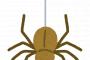 【画像】ギリシャの湖畔で数十万匹による全長1kmの巨大な蜘蛛の巣wwwwwww