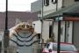 【ｱｲﾀﾀﾀ】完全室内飼いの猫を観光地等に連れて行って撮影してる友人「ブログに載せるための写真なのv」→案の定逃げられたらブログで…
