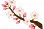  彡(ﾟ)(ﾟ)「この桜……ニセモノや！」