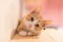 このレベルの猫たちが捨てられてたら