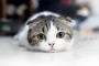 ワイ「猫かわいいンゴ、相思相愛やで」敵「！！」(ｼｭﾊﾞﾊﾞﾊﾞ 	