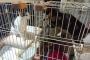 ﾍﾟｯﾄｼｮｯﾌﾟ「捨てられた犬猫の飼い主探しをしています」→野良猫を引き取ってほしいと依頼が殺到ｗｗｗｗｗ