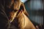 飼い主がストレスを感じると、犬も同様のストレスを感じていることが判明ｗｗｗ