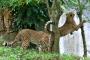 【速報】動物園のヒョウさん、木に挟まるｗｗｗ