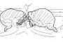 【動画】カエル、縄張りを荒らしたよそ者にブチギレ。殴り合いの喧嘩に発展してしまう