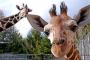 動物園の動物って悲しくならんのかな