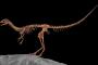 ハチドリサイズの恐竜、発見される