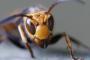 新型コロナに続き「殺人バチ」上陸で…アメリカSNSが大騒動　日本では年間50人が刺されて死んでいる