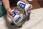 【悲報】ネッコ、冷やされるｗｗｗｗｗ（画像あり）