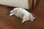 【画像】お前らみたいなどうしようもないネッコが発見されるｗｗｗｗｗｗｗｗ