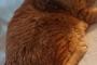 【ねこ画像】チャトラ、ハチワレ？、ふさクロ ほか
