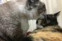 【ねこ】今シーズンもイチャイチャはじめました