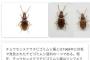 【悲報】学者さん、昆虫にとんでもない名前をつけてしまうｗｗｗｗｗｗｗｗｗｗ