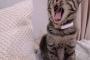 ［悲報］とてつもなく巨大な猫が現れてしまう