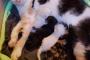 【ねこ画像】子育て母ちゃんねこ、手乗りサイズ ほか