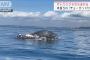 横須賀の海岸に漂着した死骸は「ザトウクジラ」(2021年10月16日)