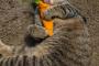 【ねこ画像】けりぐるみにどはまり！？、椅子でリラックス ほか