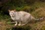 【ねこ画像】ど田舎の山の中で出会った青い目の猫さん、お寺のねこ