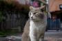 【ねこ画像】近所の神社ねこ、江ノ島のにゃんこ ほか