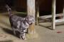 【ねこ画像】神社のねこ、おそとのねこ ほか