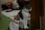 【ねこ画像】おやこねこ、小さな頃から
