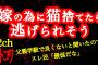 【2ch】嫁と生まれてくる子のために猫捨てたら逃げられそう【ヒトコワ】