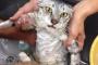 【どうぶつ画像】ねこを洗う、トラのおやこ ほか