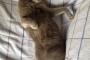 【ねこ画像】こまわりロシアン、隅っこでごろごろチャトラ、箱がいいのかサンマがいいのか・・・ ほか
