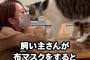 【悲報】ネッコさん、女飼い主に甘えまくる【動画】