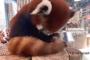 【動画】レッサーパンダさん、眠りにつく