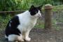 【ねこ画像】公園のねこ、スクーターに乗ったねこ ほか【再】