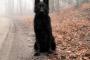 【画像】助けて 山道でヤバそうな犬とエンカウントした すげえこっち見てる