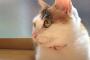 【ねこ画像】なんかアンニュイ、ベッドでごろごろ、タンスの上のねこ ほか【再】