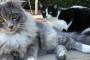 うちのマンションの敷地内で生活してる猫さんが二匹いる。誰が飼ってるわけでもなく住人みんなのペットみたいな感じの恵まれた野良だ。【再】